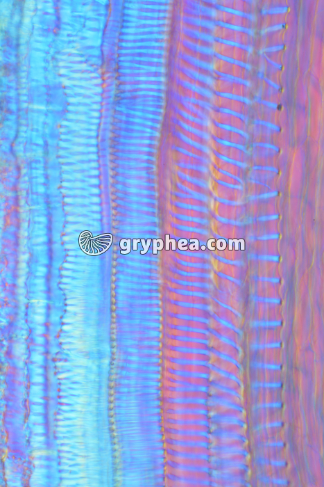 Vaisseaux spiralés CL x60 - gryphea.com